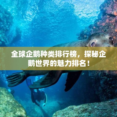 全球企鹅种类排行榜，探秘企鹅世界的魅力排名！