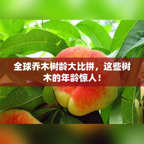 全球乔木树龄大比拼，这些树木的年龄惊人！
