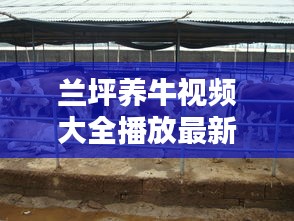 兰坪养牛视频大全播放最新：养牛视频大全视频 