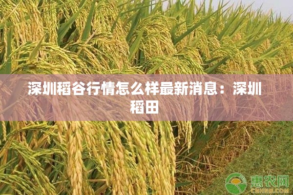 深圳稻谷行情怎么样最新消息：深圳 稻田 