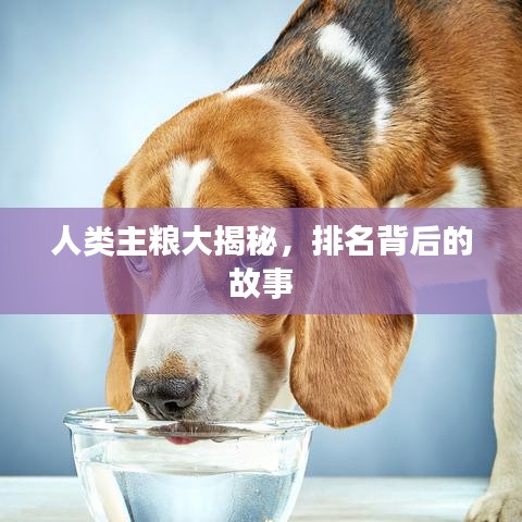 人类主粮大揭秘，排名背后的故事