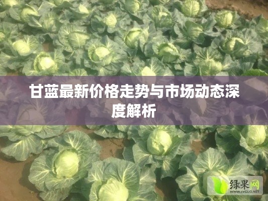 甘蓝最新价格走势与市场动态深度解析