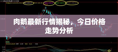 肉鹅最新行情揭秘，今日价格走势分析