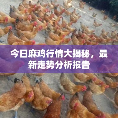 今日麻鸡行情大揭秘，最新走势分析报告