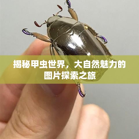 揭秘甲虫世界，大自然魅力的图片探索之旅