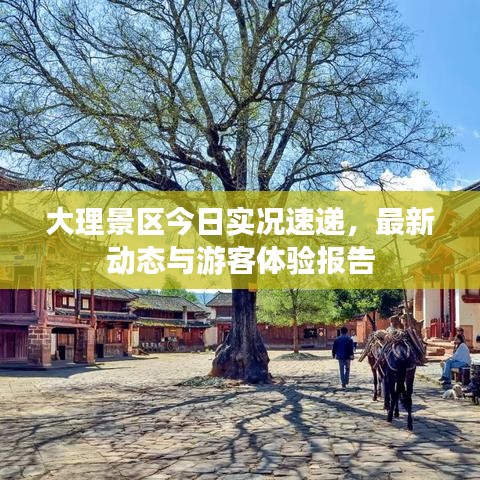 大理景区今日实况速递，最新动态与游客体验报告