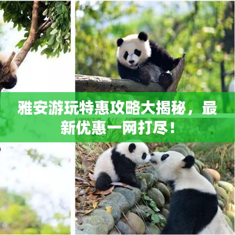雅安游玩特惠攻略大揭秘，最新优惠一网打尽！