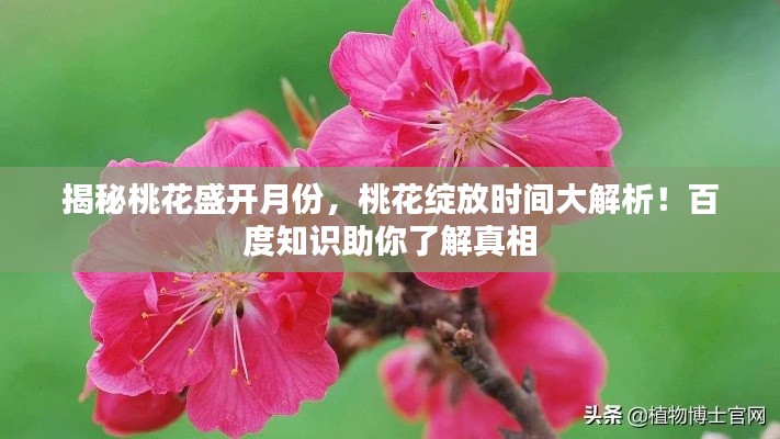 揭秘桃花盛开月份，桃花绽放时间大解析！百度知识助你了解真相