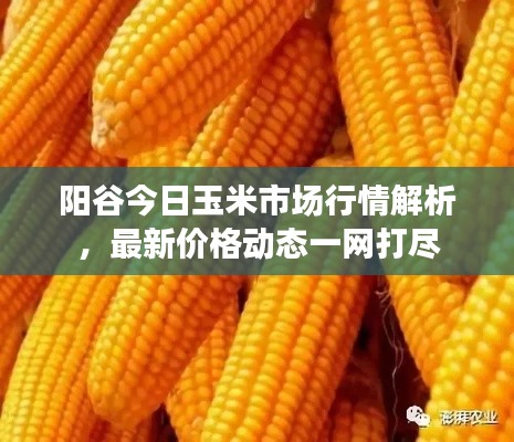阳谷今日玉米市场行情解析，最新价格动态一网打尽