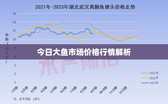 今日大鱼市场价格行情解析