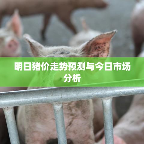明日猪价走势预测与今日市场分析