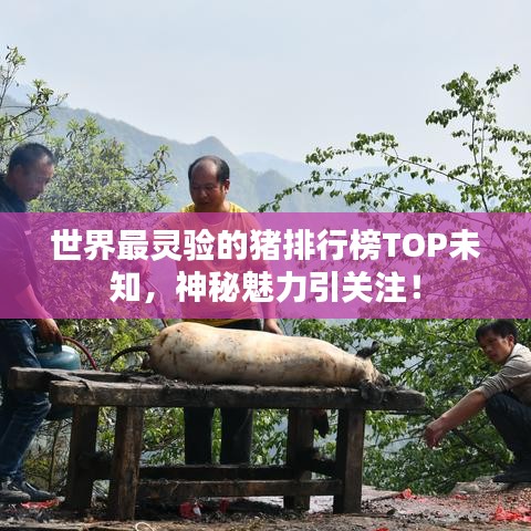 世界最灵验的猪排行榜TOP未知，神秘魅力引关注！