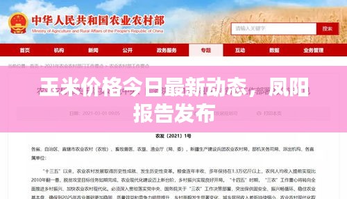 玉米价格今日最新动态，凤阳报告发布