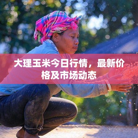 大理玉米今日行情，最新价格及市场动态