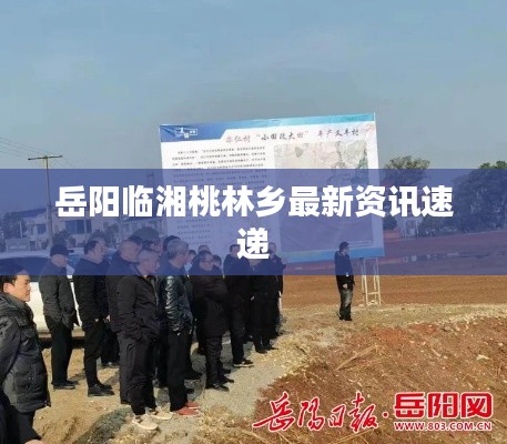 岳阳临湘桃林乡最新资讯速递