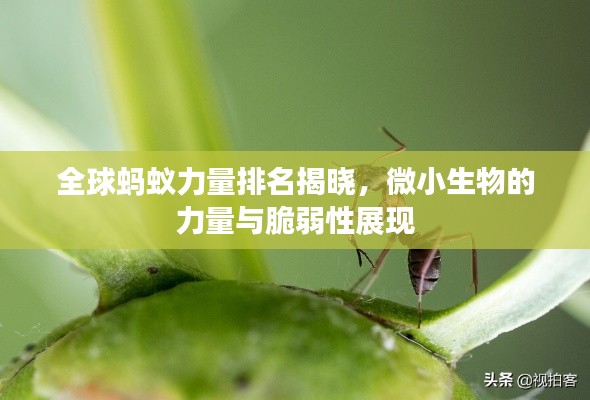 全球蚂蚁力量排名揭晓，微小生物的力量与脆弱性展现