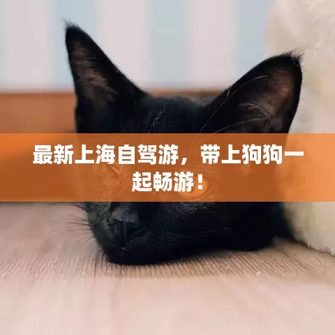 最新上海自驾游，带上狗狗一起畅游！