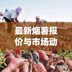 最新烟薯报价与市场动态及未来趋势解析