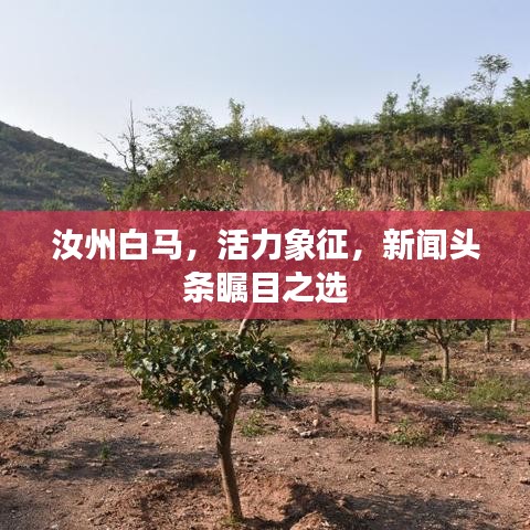 汝州白马，活力象征，新闻头条瞩目之选