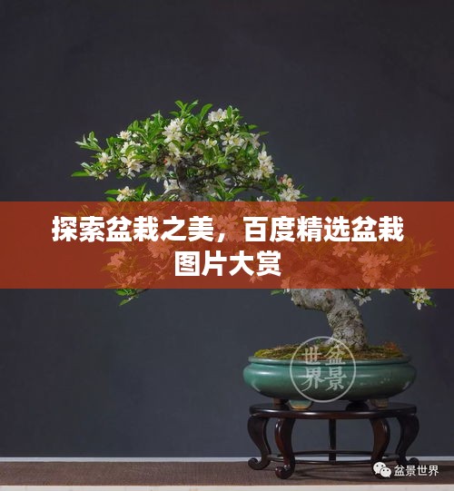 探索盆栽之美，百度精选盆栽图片大赏