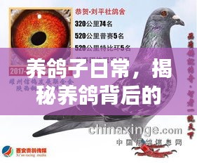 养鸽子日常，揭秘养鸽背后的辛苦与乐趣！