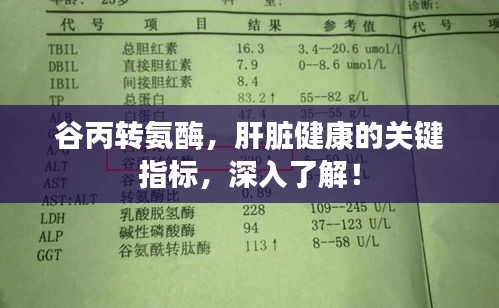谷丙转氨酶，肝脏健康的关键指标，深入了解！