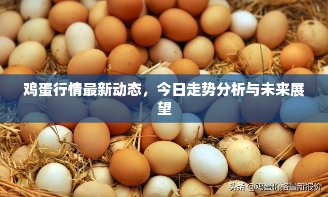鸡蛋行情最新动态，今日走势分析与未来展望
