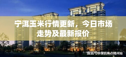 宁洱玉米行情更新，今日市场走势及最新报价