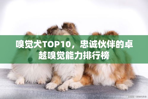 嗅觉犬TOP10，忠诚伙伴的卓越嗅觉能力排行榜