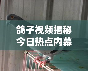 鸽子视频揭秘今日热点内幕