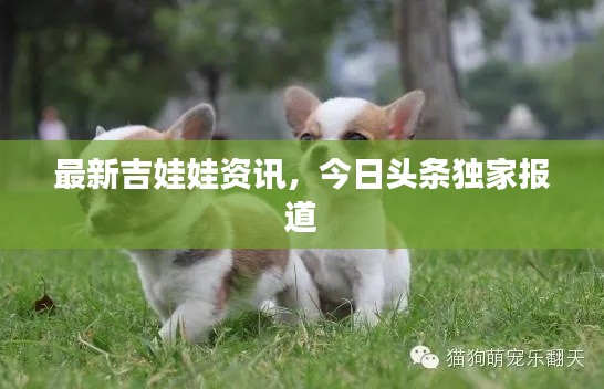 最新吉娃娃资讯，今日头条独家报道