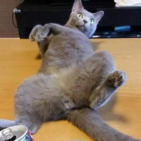 电视猫哪个版本资源多,专家观点解析_9DM_v2.647
