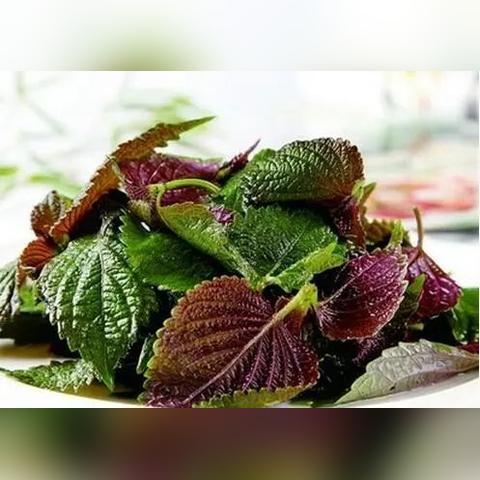 螺号官方下载,数据引导执行计划&amp;薄荷版_v4.645